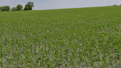 « La contractualisation est un levier majeur de structuration des filières dans le temps long », avance Marie-Benoît Magrini, ingénieure de recherche en économie à l’Inrae.