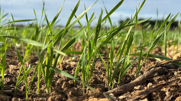 Un brin d’optimisme pour le début de cycle des céréales