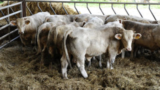 En 2024, la France a connu un petit sursaut de l'engraissement de jeunes bovins.