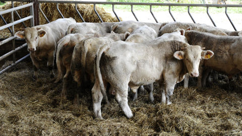 En 2024, la France a connu un petit sursaut de l'engraissement de jeunes bovins.