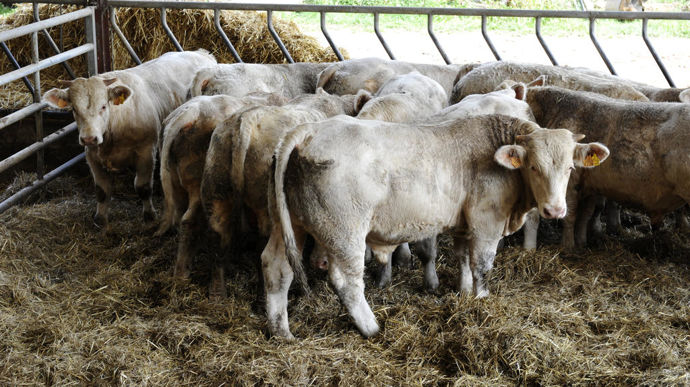 La France, leader européen de la viande bovine