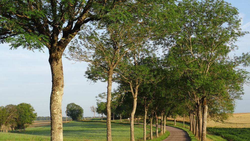 Le frêne est une essence emblématique de la Moselle et plus largement de la région lorraine (ici à Trampot dans les Vosges).