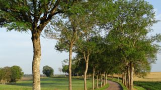 Le frêne est une essence emblématique de la Moselle et plus largement de la région lorraine (ici à Trampot dans les Vosges).