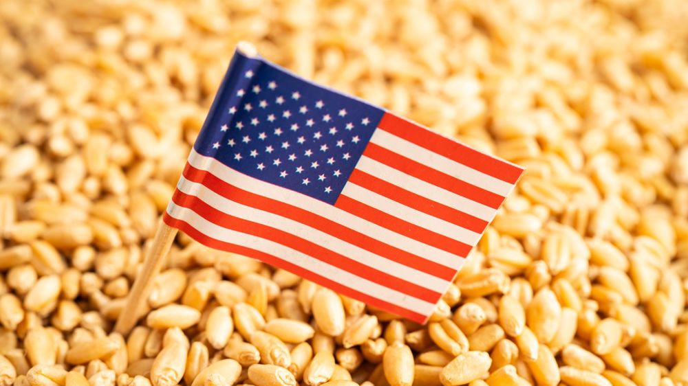 Les cours du blé se retrouvent sous pression dans un marché de plus en plus compétitif.