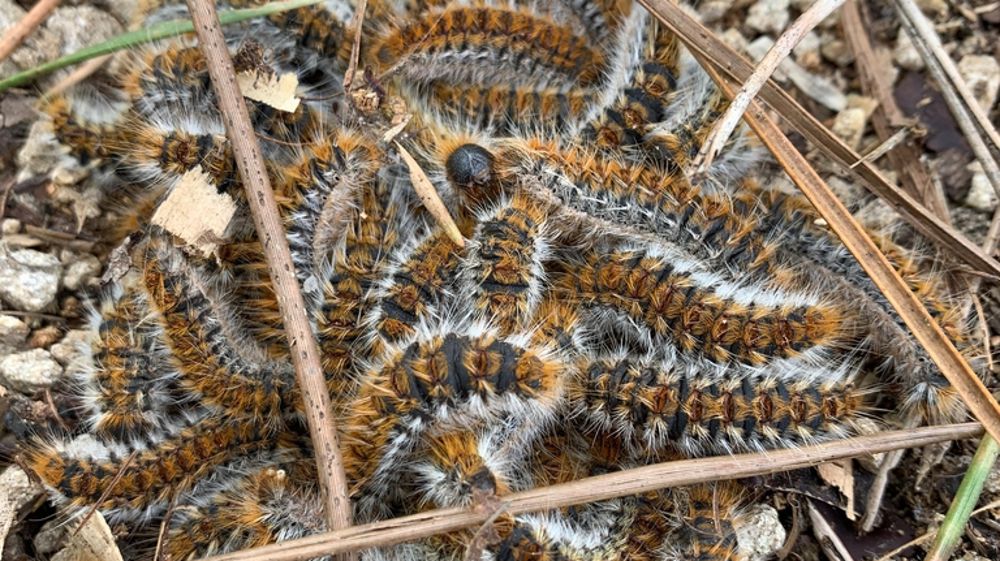 La processionnaire du pin est limitée dans sa dispersion par la température, mais aussi par le rayonnement solaire.