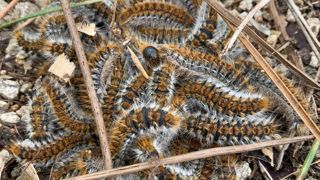 La processionnaire du pin est limitée dans sa dispersion par la température, mais aussi par le rayonnement solaire.