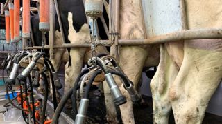 Traite vaches laitières