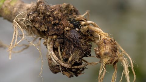 La hernie des crucifères provoque une hypertrophie du système racinaire du colza.