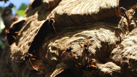 Un nid de frelons asiatiques consomme environ 11 kg d’insectes par an.