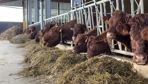 Les vaches allaitantes peuvent passer l'hiver sans complémentation à condition de distribuer un fourrage équilibré. Pour le vérifier, l'analyse alimentaire est un plus.