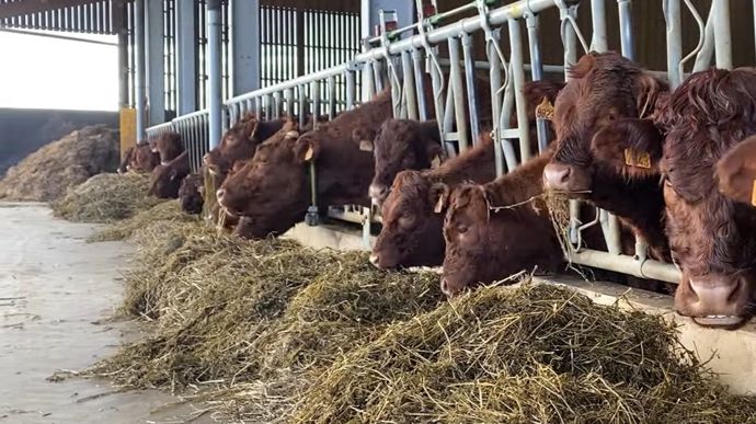 Les vaches allaitantes peuvent passer l'hiver sans complémentation à condition de distribuer un fourrage équilibré. Pour le vérifier, l'analyse alimentaire est un plus.