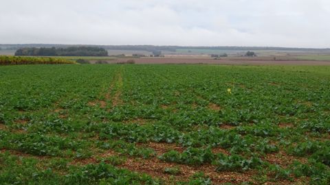 Terres Inovia met en avant la méthode Berlèse pour détecter sans effort et rapidement les larves d'altises.