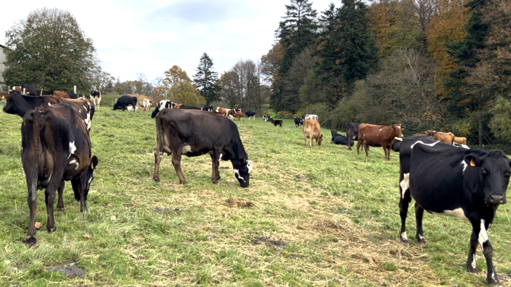 Vaches Kiwi au pâturage