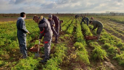 Solaal organise des opérations de glanage solidaire avec des jeunes étudiants, comme ici, mais aussi avec des mineurs en conflit avec la loi.