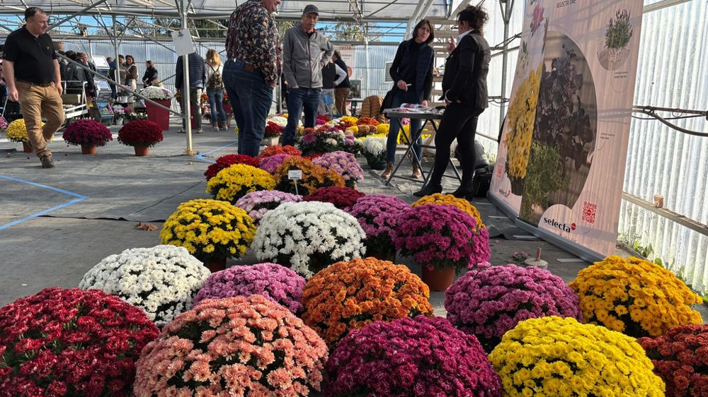 Une large palette de chrysanthèmes présentée au cœur du salon où exposants et visiteurs professionnels se sont retrouvés pour découvrir les nouveautés de la filière.