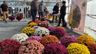 Une large palette de chrysanthèmes présentée au cœur du salon où exposants et visiteurs professionnels se sont retrouvés pour découvrir les nouveautés de la filière.