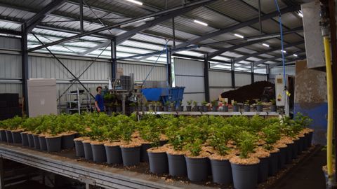 Hortival Diffusion est spécialisée dans la production de plantes et fruitiers d'ornement. Une part de sa production est sous-traitée auprès d'une dizaine d'horticulteurs.