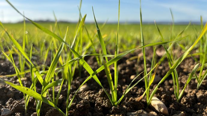 Le prix du blé tendre est 65 €/t en dessous du seuil de commercialisation