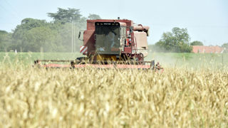 Selon le CIC, cette récolte mondiale de céréales attendue plus abondante que le mois précédent « compensera largement les stocks initiaux les plus faibles depuis dix campagnes ».