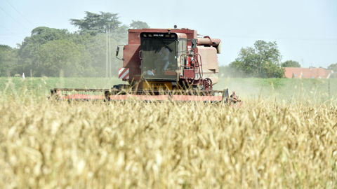 Selon le CIC, cette récolte mondiale de céréales attendue plus abondante que le mois précédent «compensera largement les stocks initiaux les plus faibles depuis dix campagnes.»