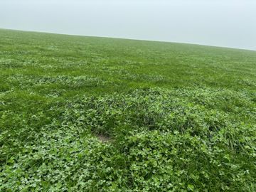 prairie de trèfle blance en Iralnde prairie de trèfle blance en Iralnde
