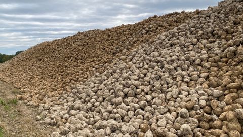 Tereos demande aux planteurs produisant des excédents de manière structurelle d’ajuster leurs emblavements à la baisse et de se limiter aux surfaces correspondant à leur engagement.