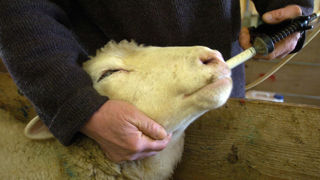 L'enveloppe de 2 millions d'euros allouée par le ministère de l'Agriculture dans le cadre d'Écoantibio 3 vise à amplifier la dynamique de lutte engagée en santé animale contre la résistance aux antibiotiques, antimicrobiens et antiparasitaires.