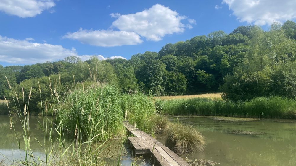 Le rôle du site est multiple : promenade-découverte, régulation des eaux, préservation de la biodiversité spécifique des milieux humides.