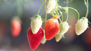 Les volumes de fraises de l’AOPn sont en légère progression à 31 500 tonnes sur la campagne 2025, du fait d’une augmentation des surfaces de production.