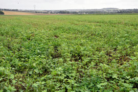 Le sort de la parcelle de luzerne dépendra de la convention signée avec la commune.