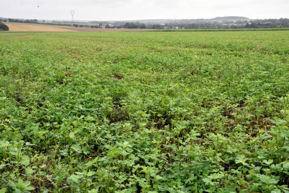 Que faire si le maire ne me loue plus les terres communales ?