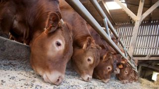 Le nombre de bovins mâles de type viande âgés de 12 à 18 mois en France recule de 11 000 têtes en septembre 2025.