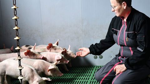 Dans l’élevage, Christine s’occupe principalement du bloc maternité et post-sevrage avec l’alimentation et les soins aux animaux.