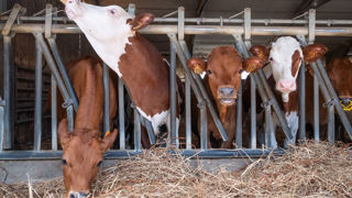« Les médicaments ne viennent pas au secours d’une mauvaise conduite d’élevage. Seul un quart des génisses sont capables de se reproduire à 24 mois », rappelle Sylvie Chastant, vétérinaire et enseignante à l’ENV d’Alfort.