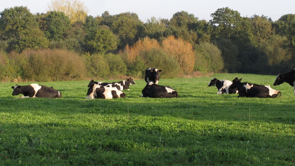 Troupeau laitier au pâturage en Bretagne