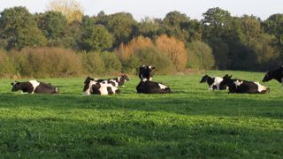 Troupeau laitier au pâturage en Bretagne