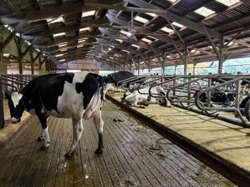 Vaches laitières en stabulation tapis Magellan et logettes avec matelas à eau Vaches laitières en stabulation tapis Magellan et logettes avec matelas à eau
