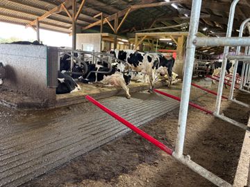 Table d'alimentation vaches laitières avec uan trottoir surélevé et des barres de séparation souples. Table d'alimentation vaches laitières avec uan trottoir surélevé et des barres de séparation souples.