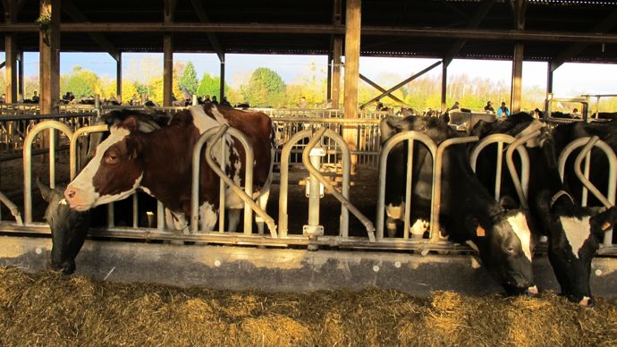 L’ajout d’huile de palme peut être profitable pour des vaches hautes productrices car elle apporte beaucoup d’énergie pour un encombrement réduit.