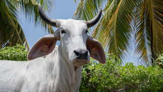 La vache égérie du Salon international de l'agriculture de 2026 est Biguine, une brahmane née en 2019 en Martinique.