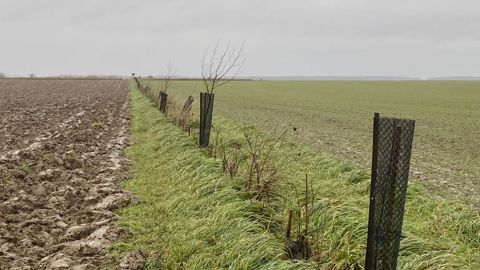 La destruction de haies s’accompagne a minima d’une obligation de replantation égale au linéaire détruit.