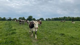 Des indicateurs génomiques de résistance à la paratuberculose ont été mis en évidence pour les races normande et prim'holstein.
