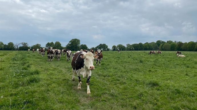 Des indicateurs génomiques de résistance à la paratuberculose ont été mis en évidence pour les races normande et prim'holstein.