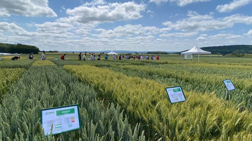 Le progrès génétique des céréales à paille contribue à la stabilité des rendements face à des conditions agroclimatiques de plus en plus incertaines.