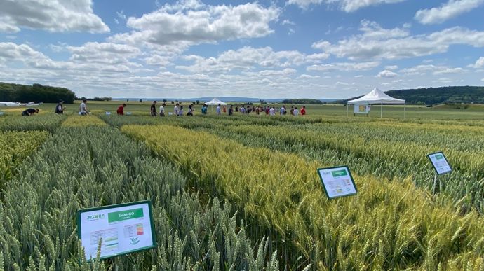 Le progrès génétique des céréales à paille contribue à la stabilité des rendements face à des conditions agroclimatiques de plus en plus incertaines.