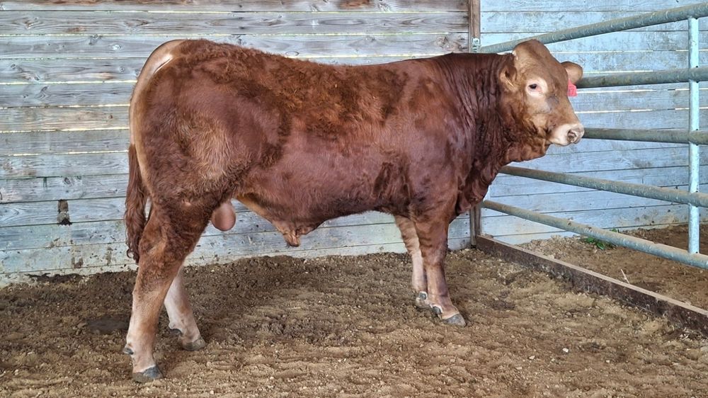 Volcan RJ jeune reproducteur limousin