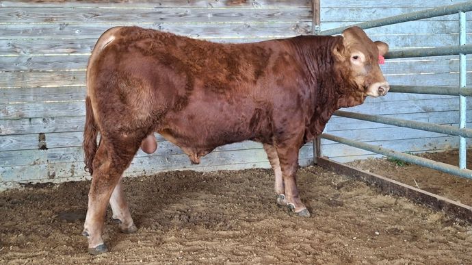 Le Gaec Murat Père et Fils a été particulièrement mis à l'honneur durant la vente, avec Volcan RJ (ici en photo), top price de la session, et Vancouvert RJ, second top price de la journée.