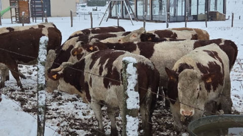 La plupart des vaches immobilisées dans le Doubs en raison de la dermatose nodulaire contagieuse (DNC) vont être mises à l'abri prochainement.