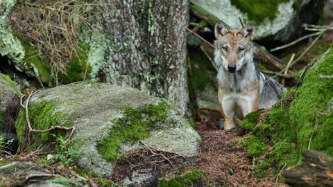 205 loups pourront être prélevés en 2026.