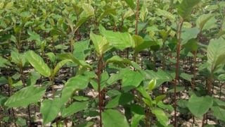 Les graines sont collectées dans le respect des populations sauvages, puis multipliées ou élevées sans sélection, pour garantir la diversité génétique.